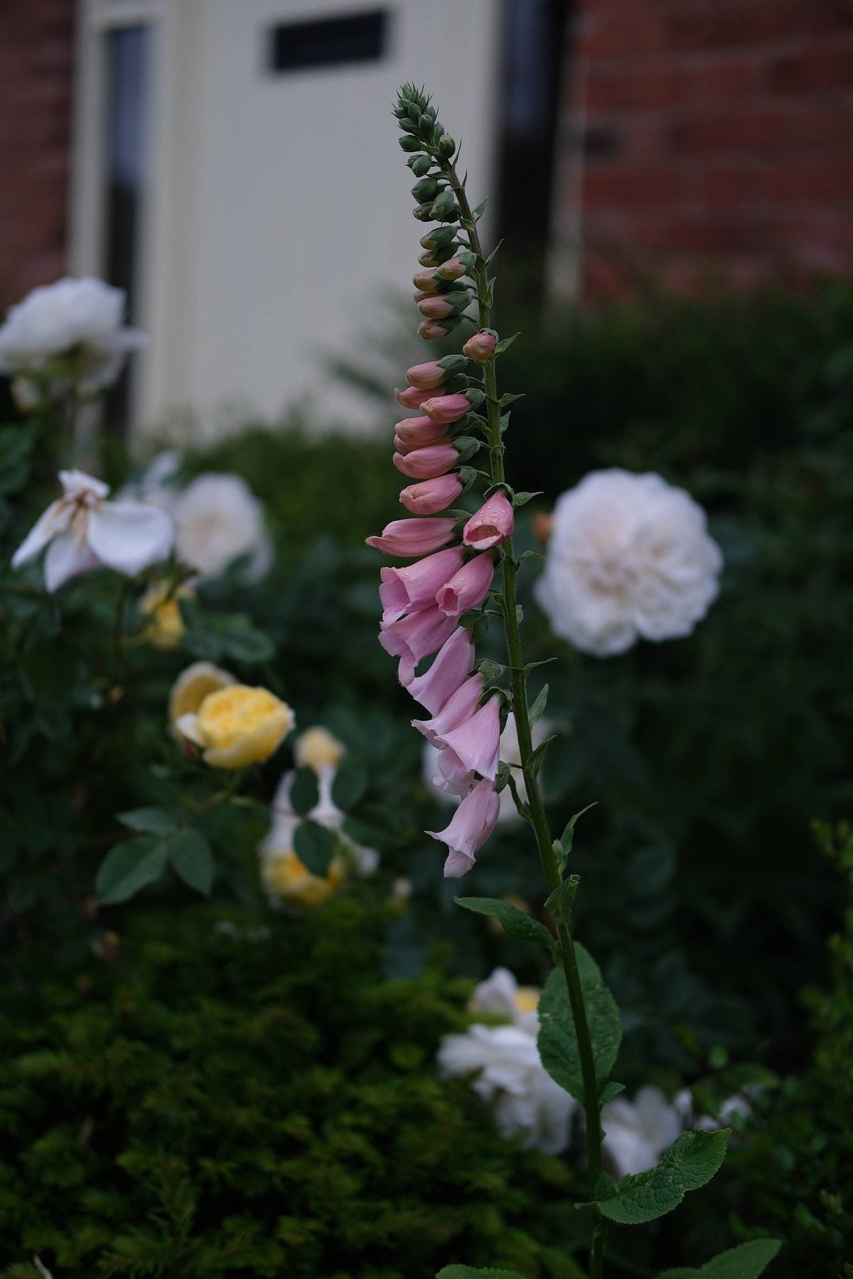 The Front Borders in Summer ’26 by Sian Egan