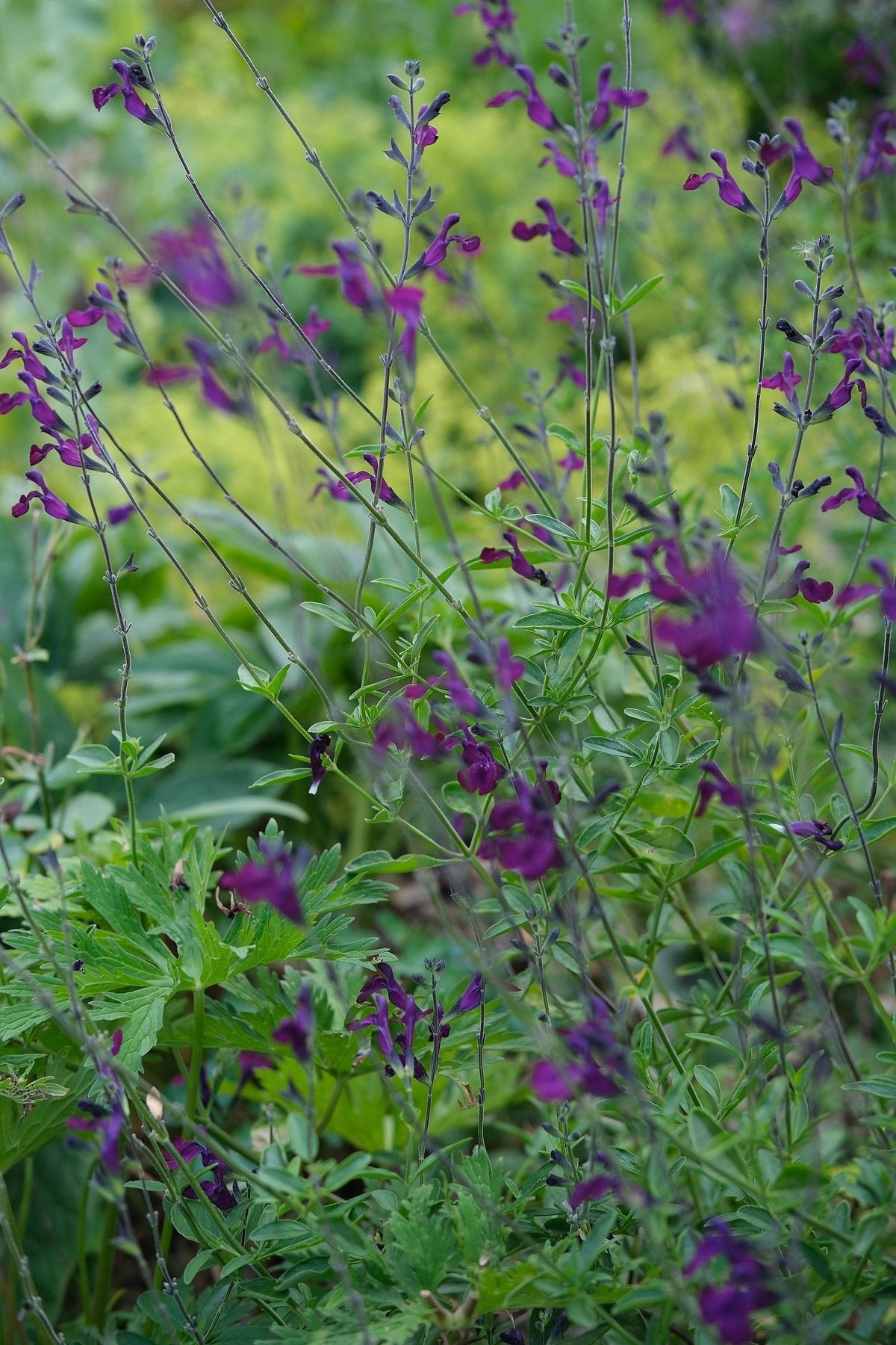 The Front Borders in Summer ’26 by Sian Egan