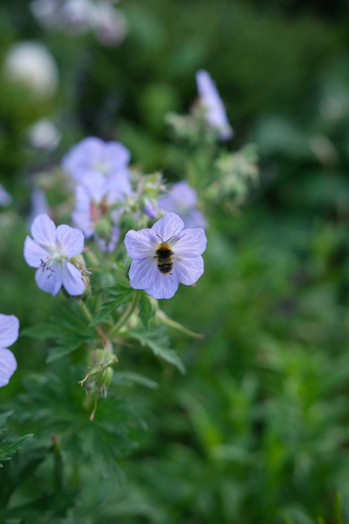 The Front Borders in Summer ’26 by Sian Egan
