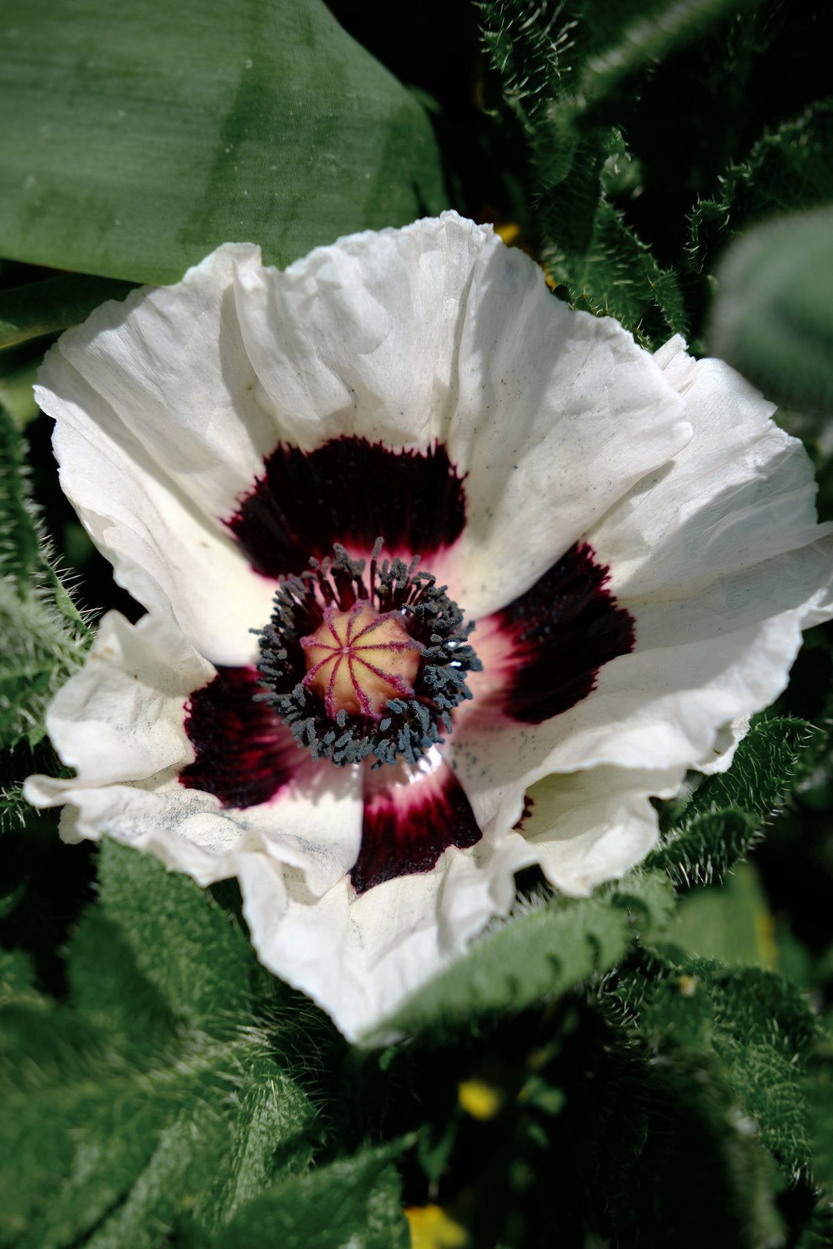 The Front Borders in Summer ’26 by Sian Egan