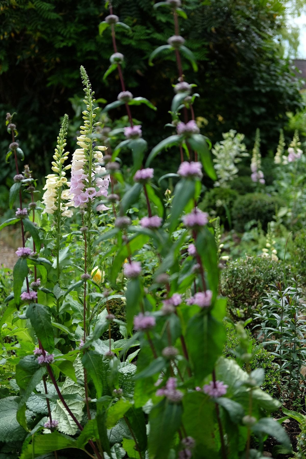The Front Borders in Summer ’25 by Sian Egan