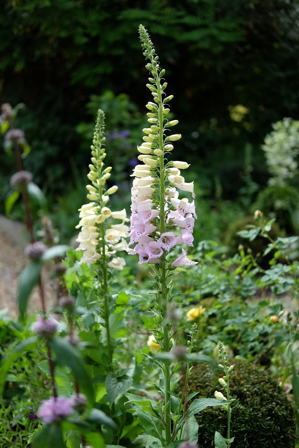 The Front Borders in Summer ’25 by Sian Egan