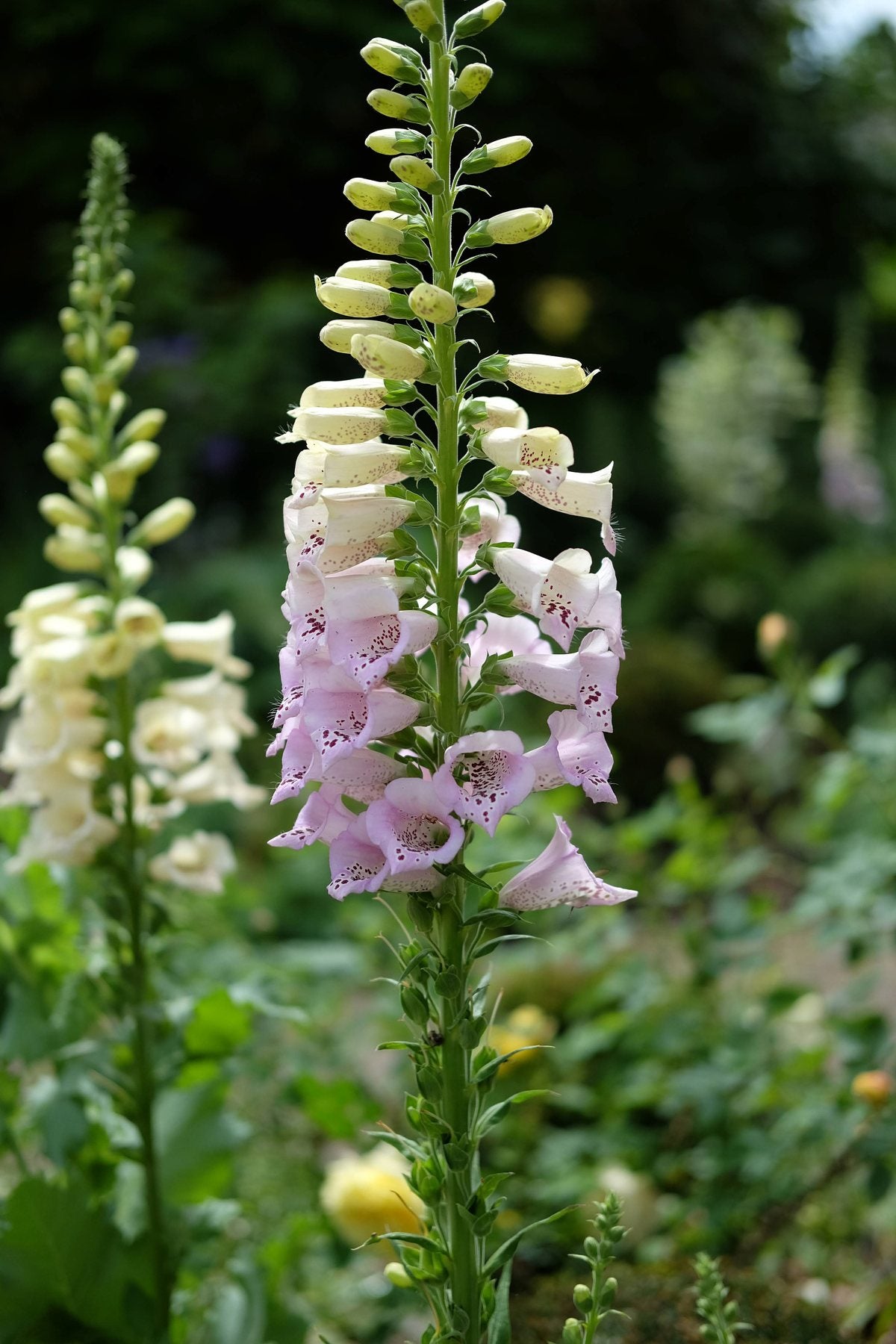 The Front Borders in Summer ’25 by Sian Egan
