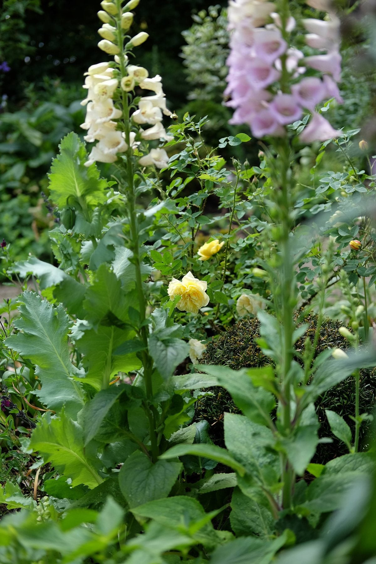 The Front Borders in Summer ’25 by Sian Egan