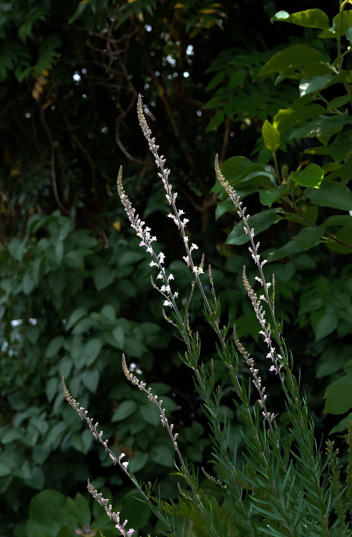 The Front Borders in Summer ’25 by Sian Egan