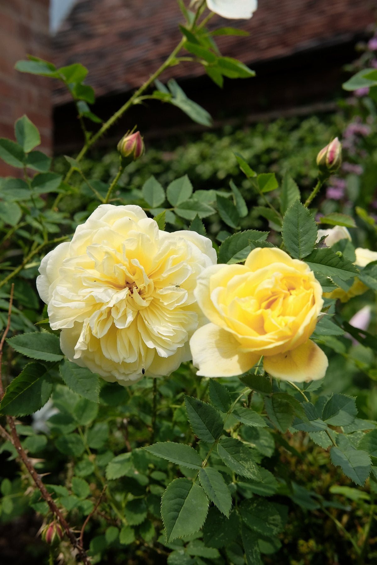 The Front Borders in Summer ’25 by Sian Egan