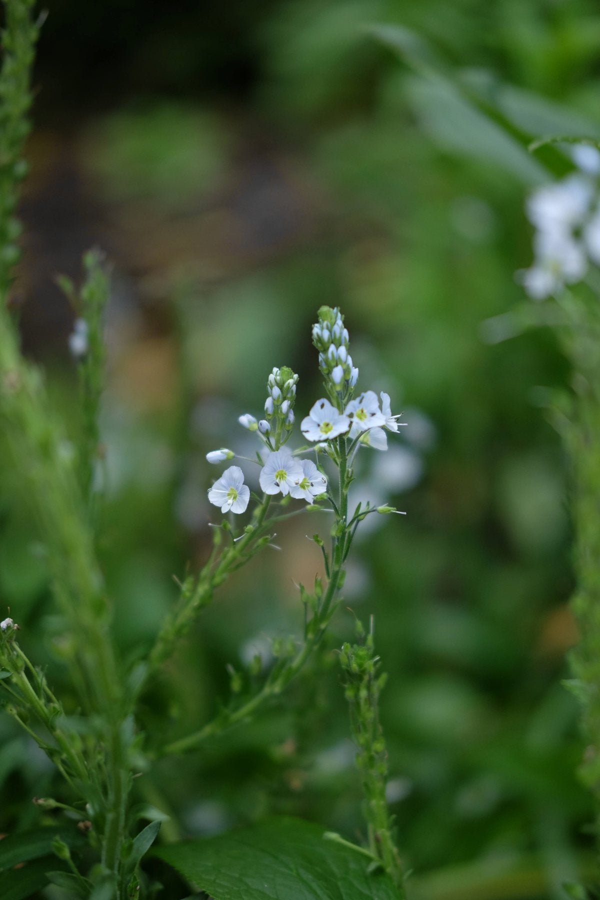 The Front Borders in Summer ’25 by Sian Egan