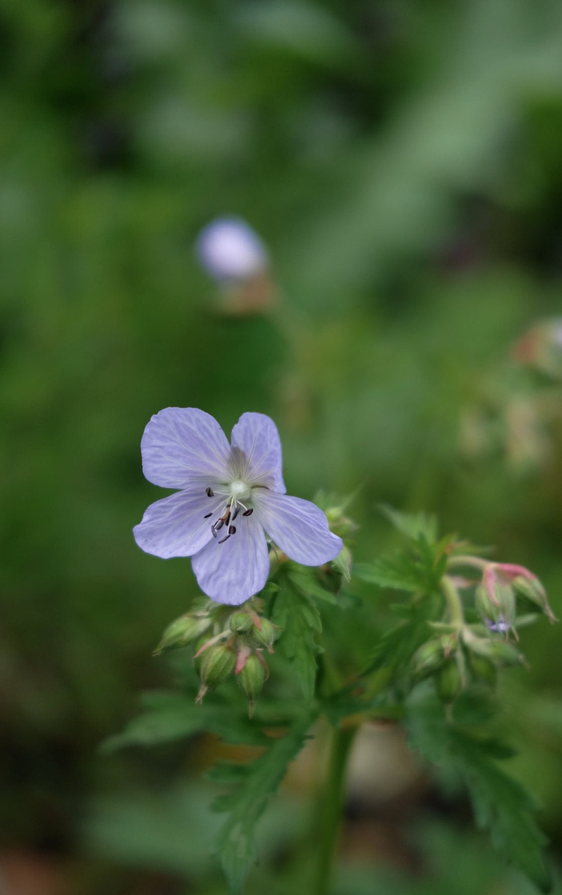 The Front Borders in Summer ’25 by Sian Egan