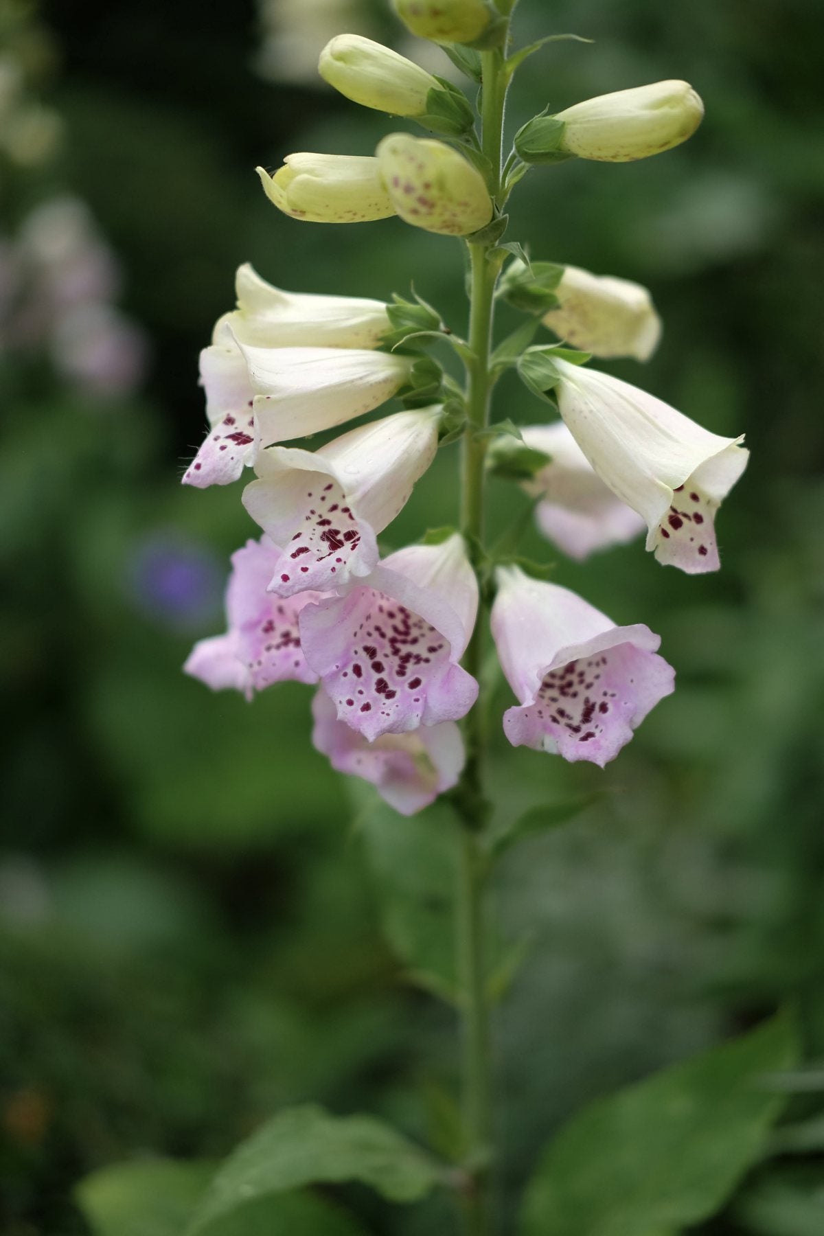 The Front Borders in Summer ’25 by Sian Egan