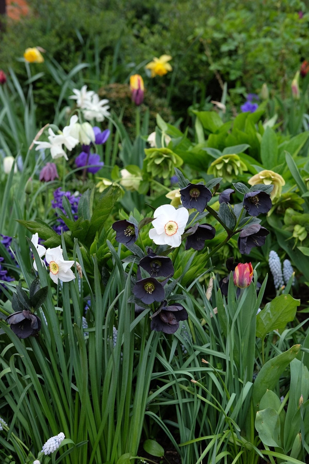 The Front Borders in Spring ’25 by Sian Egan