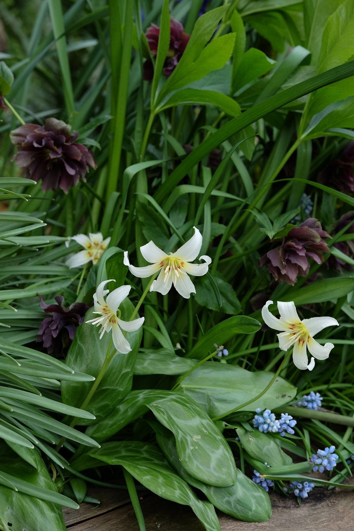 The Front Borders in Spring ’25 by Sian Egan