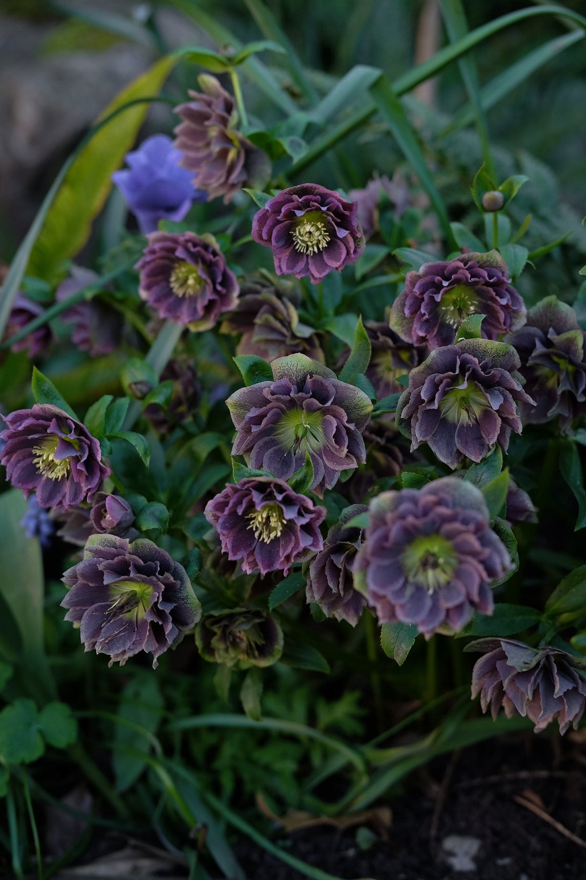 The Front Borders in Spring ’25 by Sian Egan