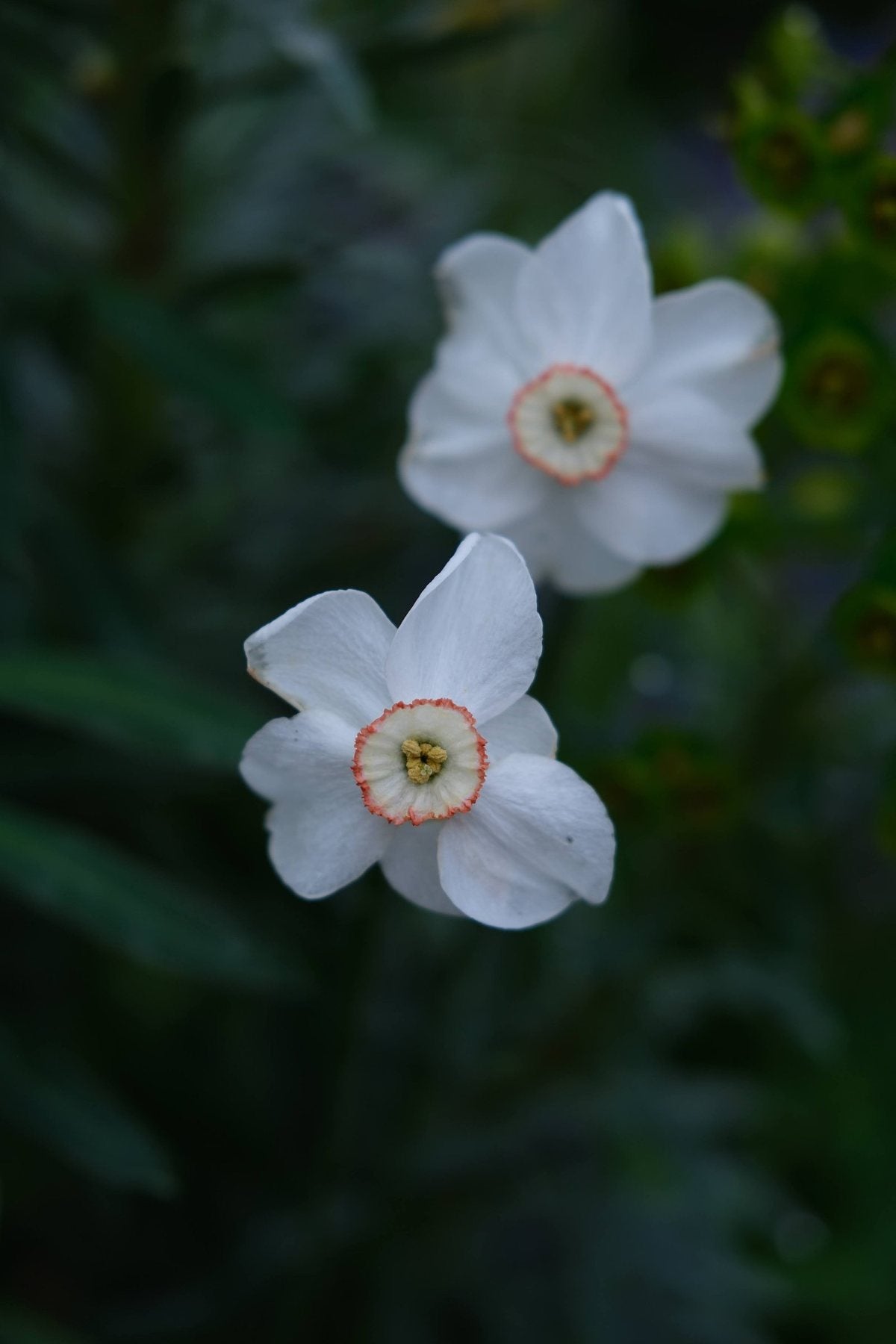 The Front Borders in Spring ’25 by Sian Egan