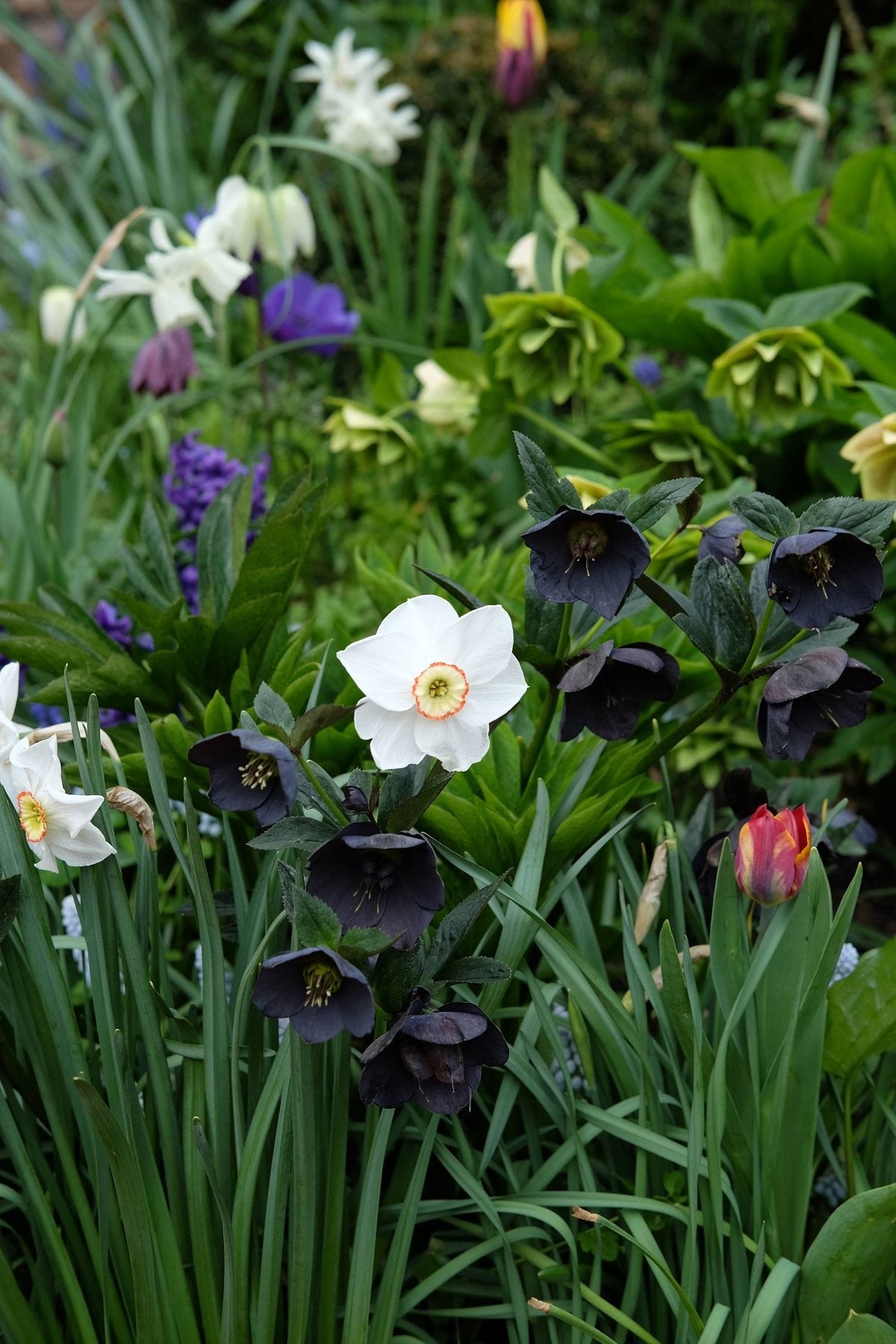 The Front Borders in Spring ’25 by Sian Egan