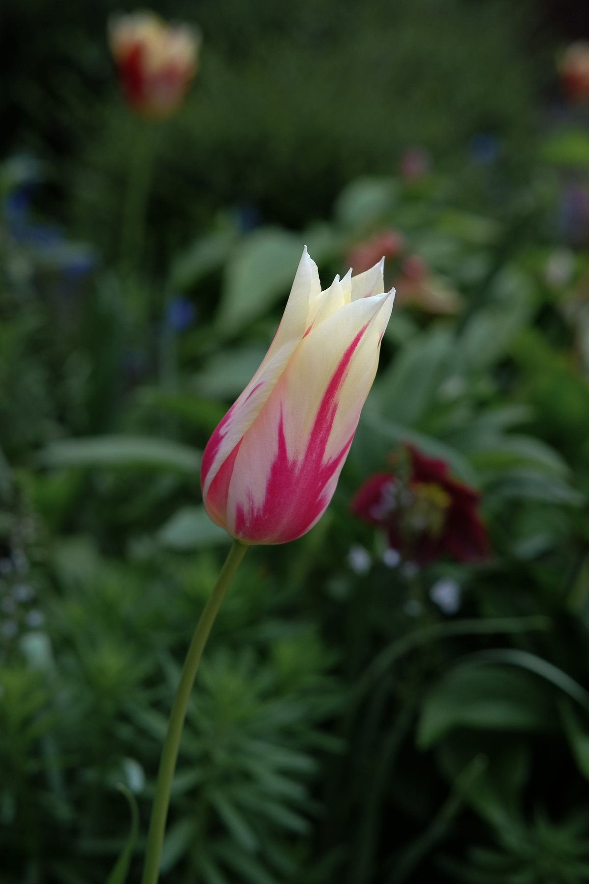 The Front Borders in Spring ’25 by Sian Egan