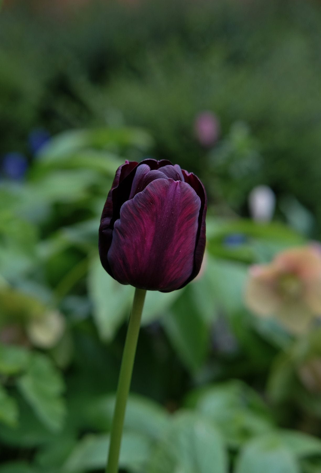 The Front Borders in Spring ’25 by Sian Egan