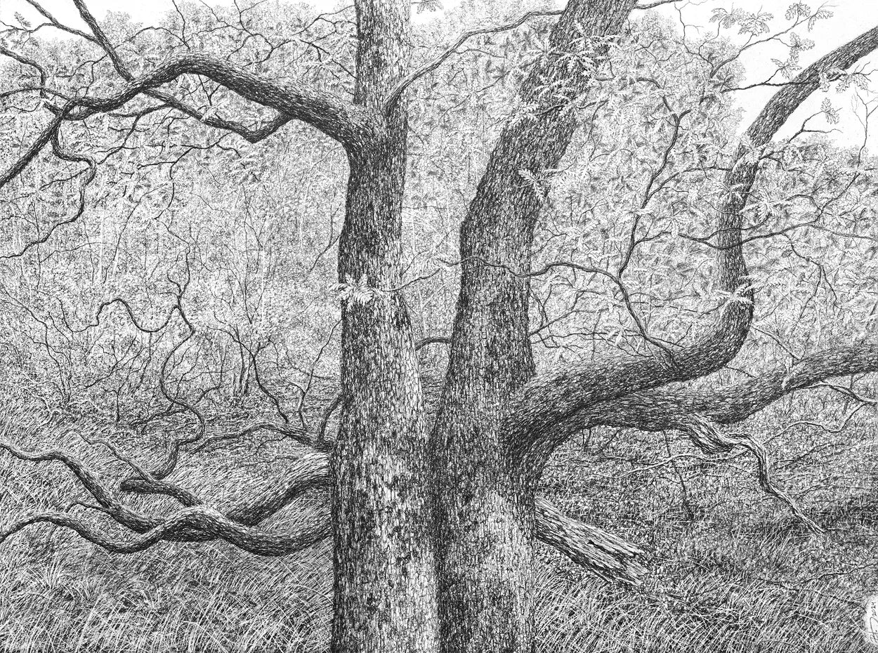 Starting With a Sound (A’ Choille Dhubh Near Shieldaig Lodge, Scotland) by Blake Milteer